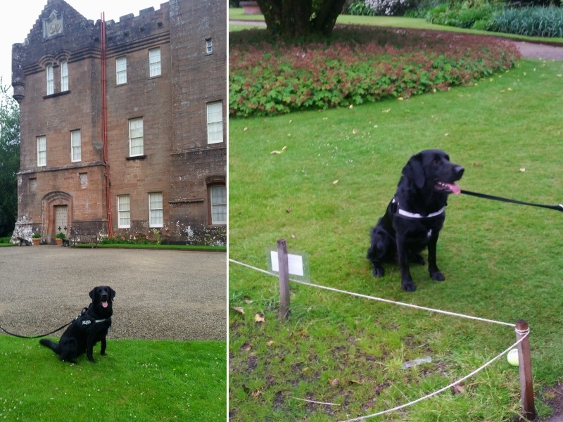 Harvey the dog takes on Arran - Castle Life