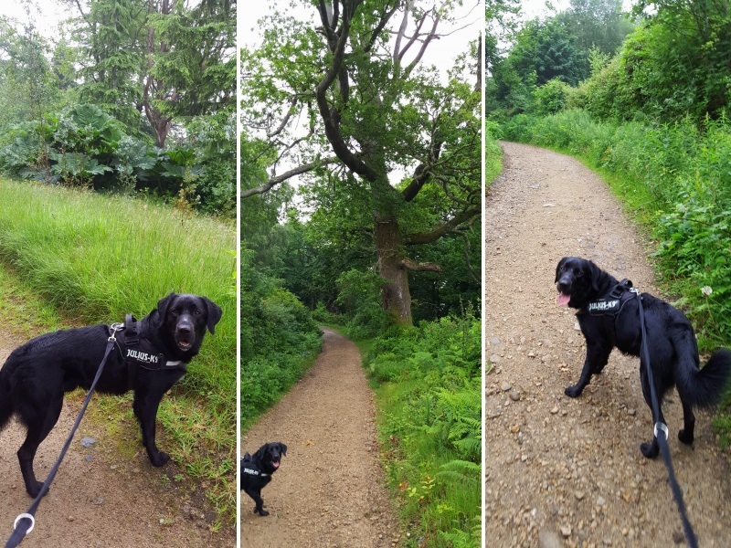 Harvey the dog takes on Arran - Castle Trail