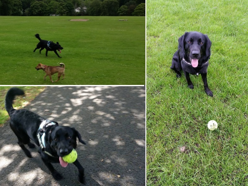 Harvey the dog takes on Arran - Glasgow