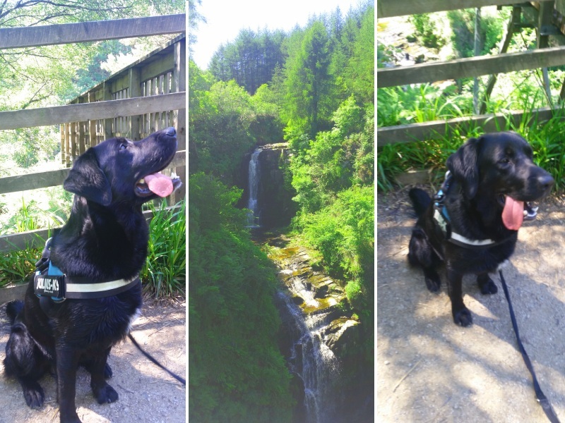 Harvey the dog takes on Arran - Glenashdale Falls