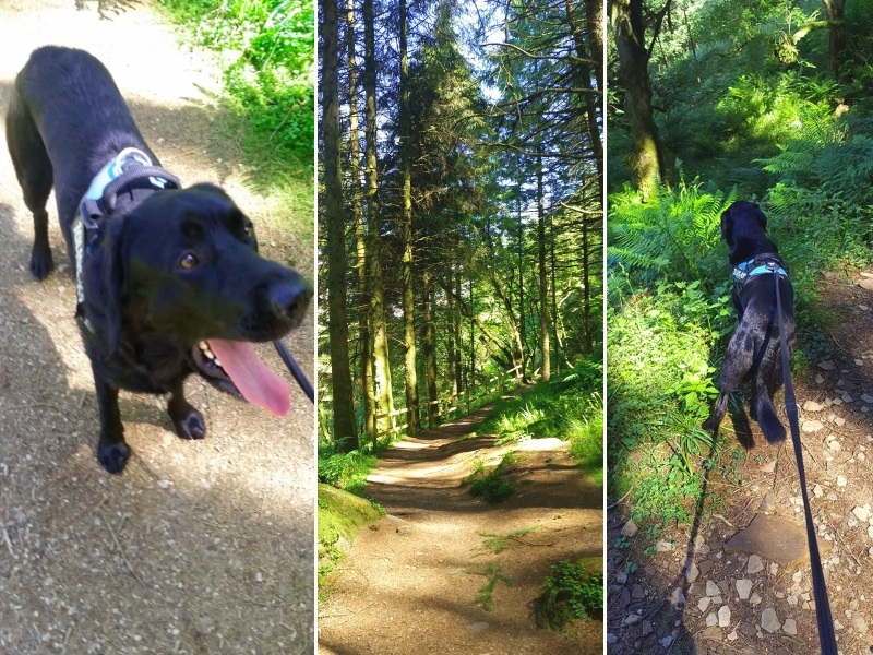 Harvey the dog takes on Arran - A Long Walk