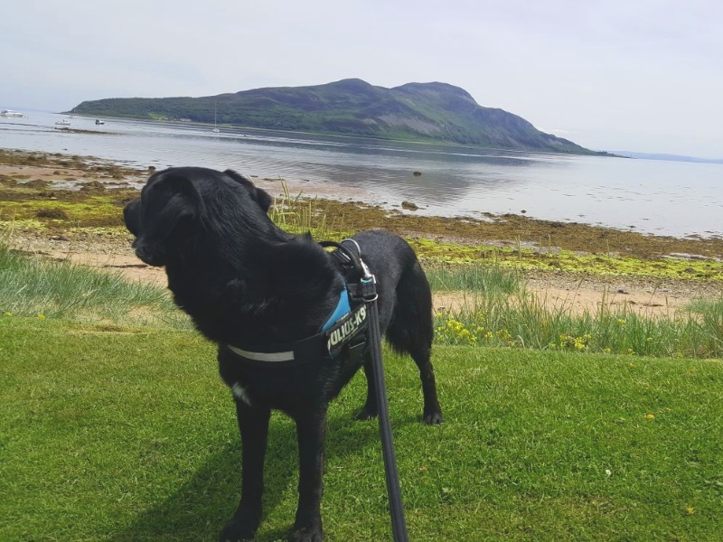 Harvey the dog takes on Arran - I'll Be Back