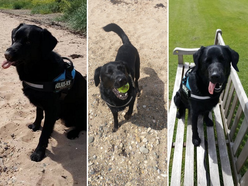 Harvey the dog takes on Arran - Lamlash Beach