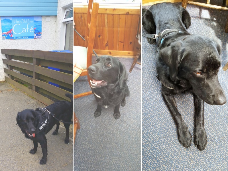 Harvey the dog takes on Arran - Old Pier Cafe