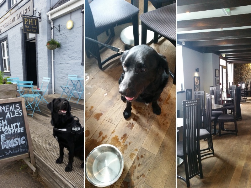 Harvey the dog takes on Arran - Pierhead Tavern
