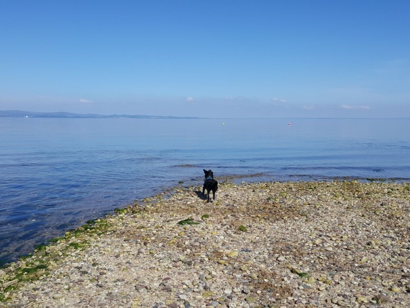 Harvey the dog takes on Arran - Water Pup