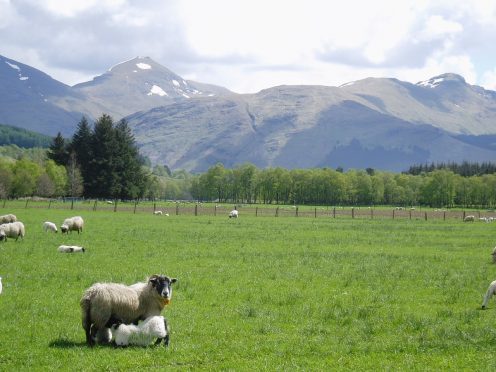 Sheep at the research farms.