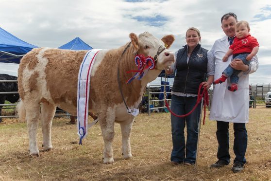 Young exhibitor, one year old Jenson Gunn, with mum and dad, Joanna and Jonathan and his champion of champions Simmental.