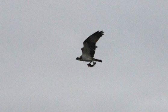 Images of the magnificent bird on its hunting mission were captured by amateur wildlife photographer Bert Timmermans.