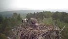 The osprey feeding its chicks was captured on webcam