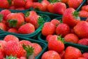 Many farmers in the north and north-east run pick your own soft fruit enterprises.