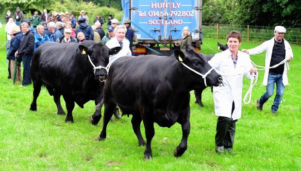 The cattle parade at Tillyfour during the World Angus Forum visit.