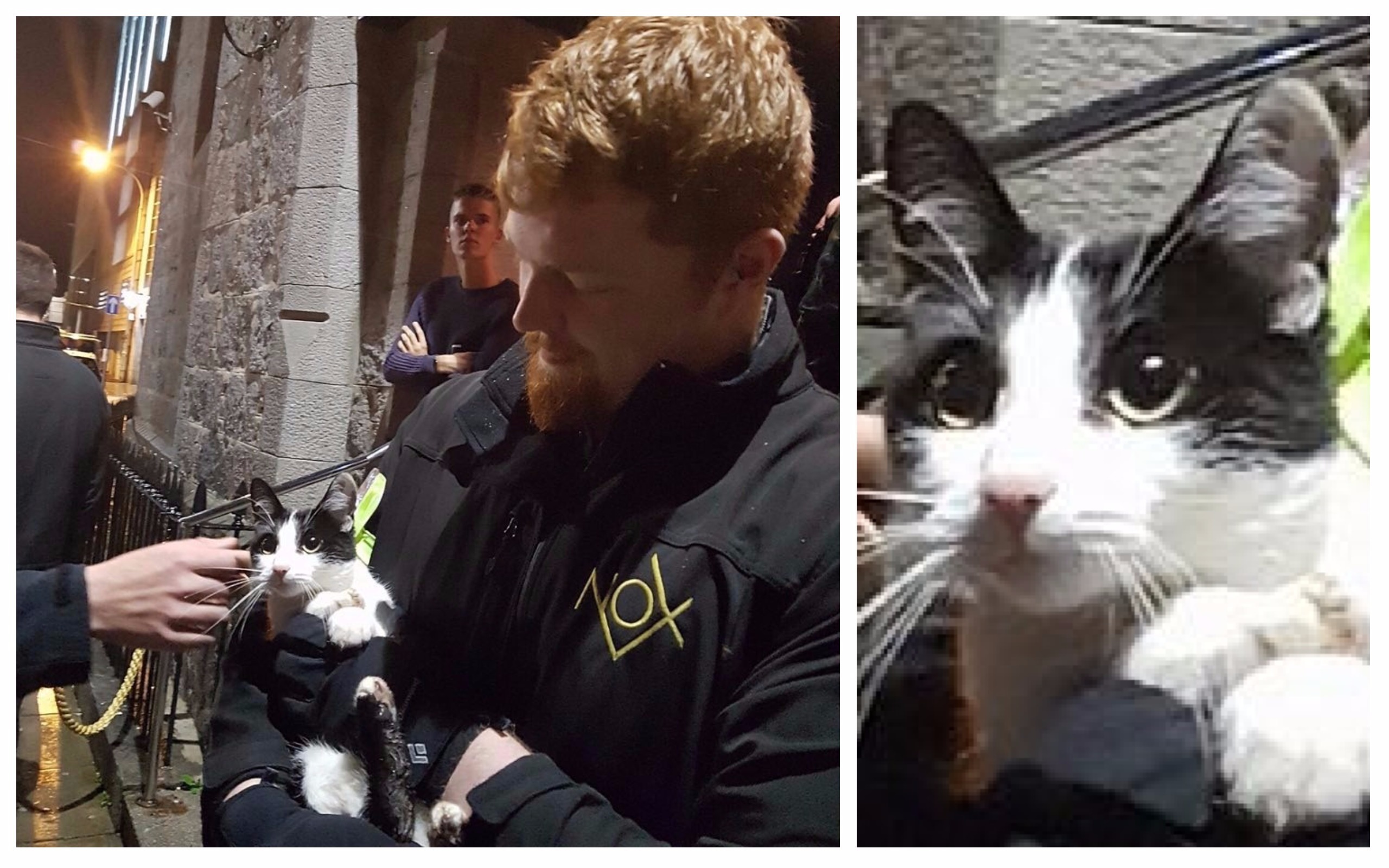Security manager Lewis Thomson found the kitty trying to sneak into his nightclub