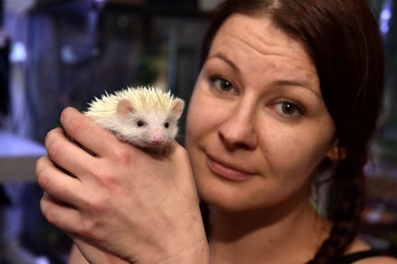 Katie Kutkowska, manager of Waterworld Aquatic Centre, with an African pygmy hedgehog similar to the one stolen.
