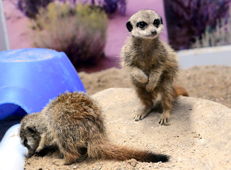 A competition has been launched to name the meerkats