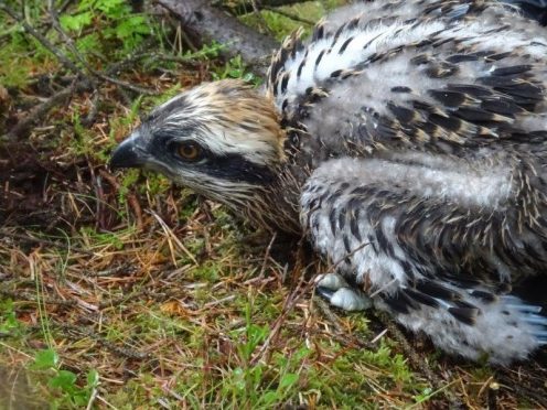 An osprey chick