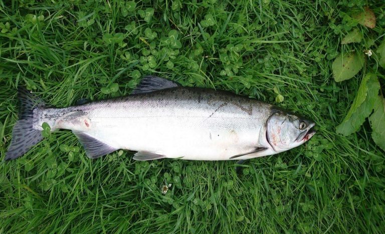 Alert after non-native salmon hooked in River Dee