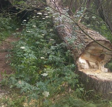 The largest of the trees was cut down and is now blocking the path