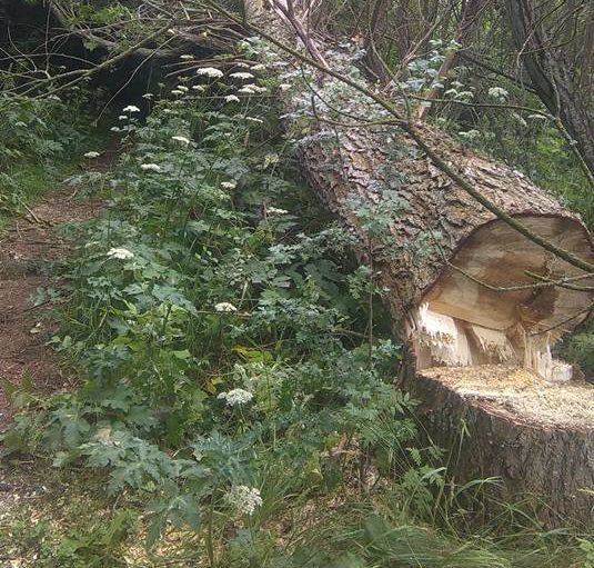 The largest of the trees was cut down and is now blocking the path