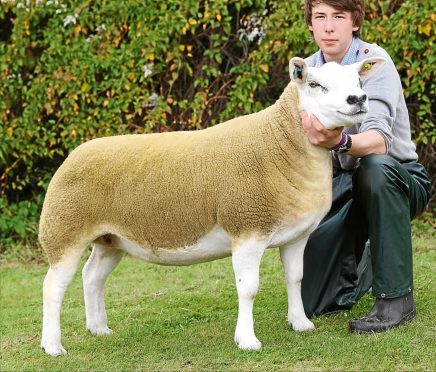 The sheep interbreed and Texel champion from Jemma Green at Corskie.