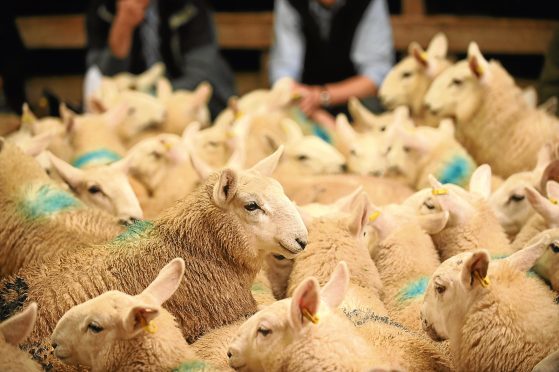 The auctioneers’ representative body has drawn up a scheme to compensate sheep farmers in the event of a no-deal Brexit.