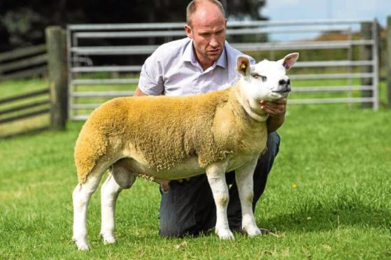 Teiglum Young Gun sold for the top price of 60,000gn last year.