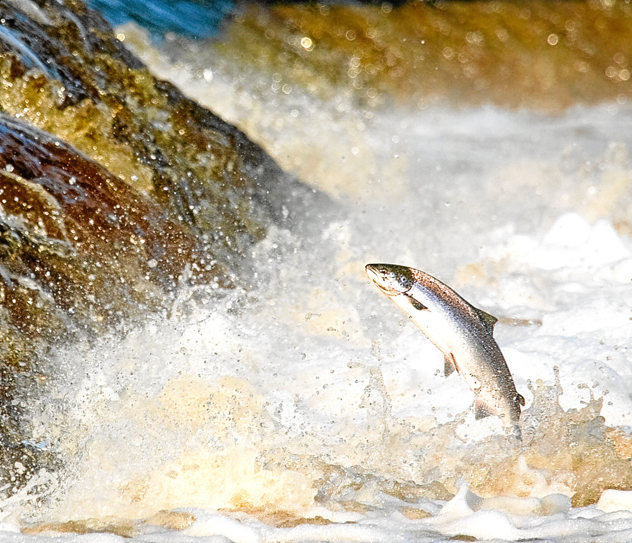 A hen Salmon leaping rapids