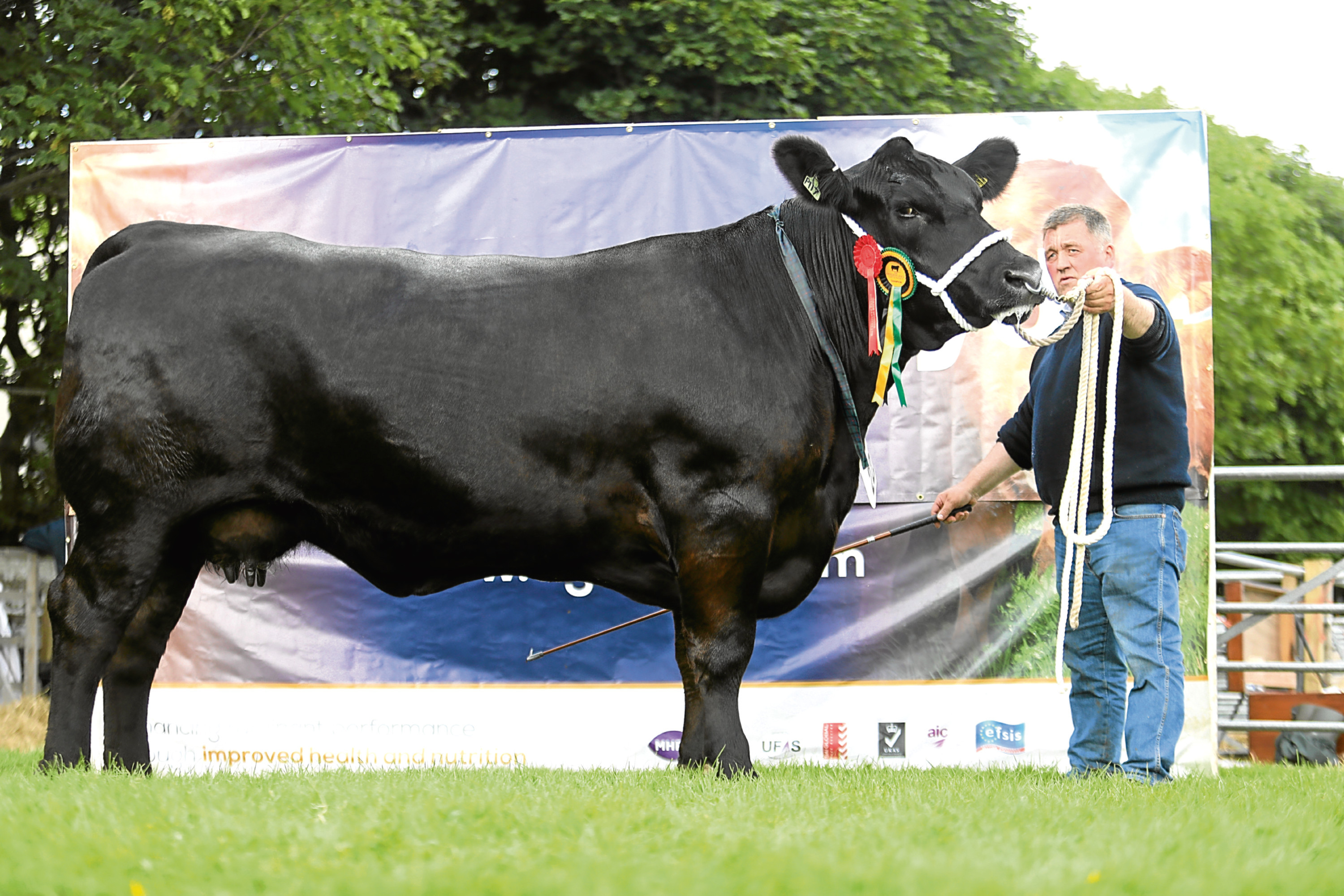 The beef interbreed and Aberdeen-Angus cattle champion.