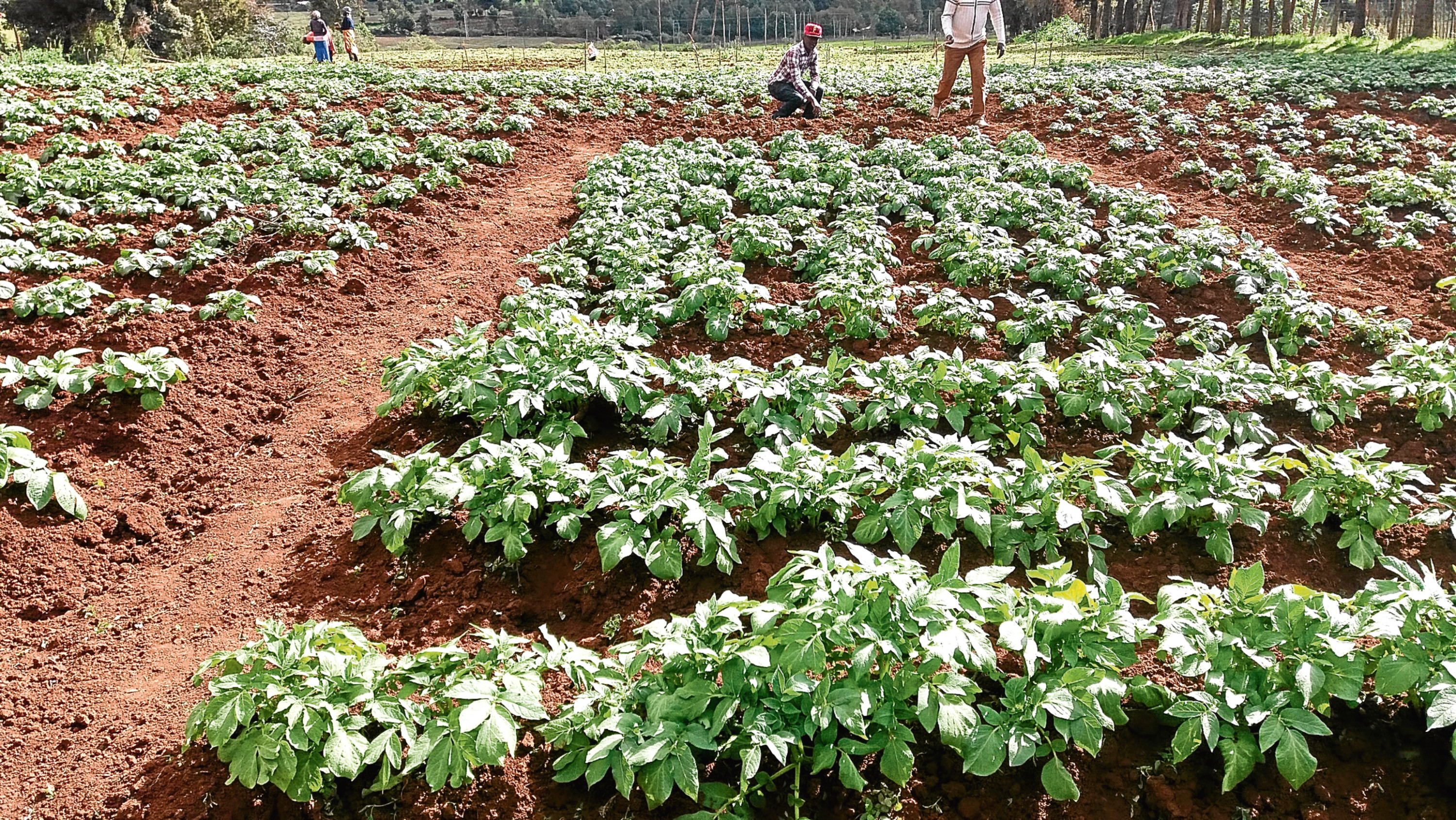 Some of the potato trials in Kenya.