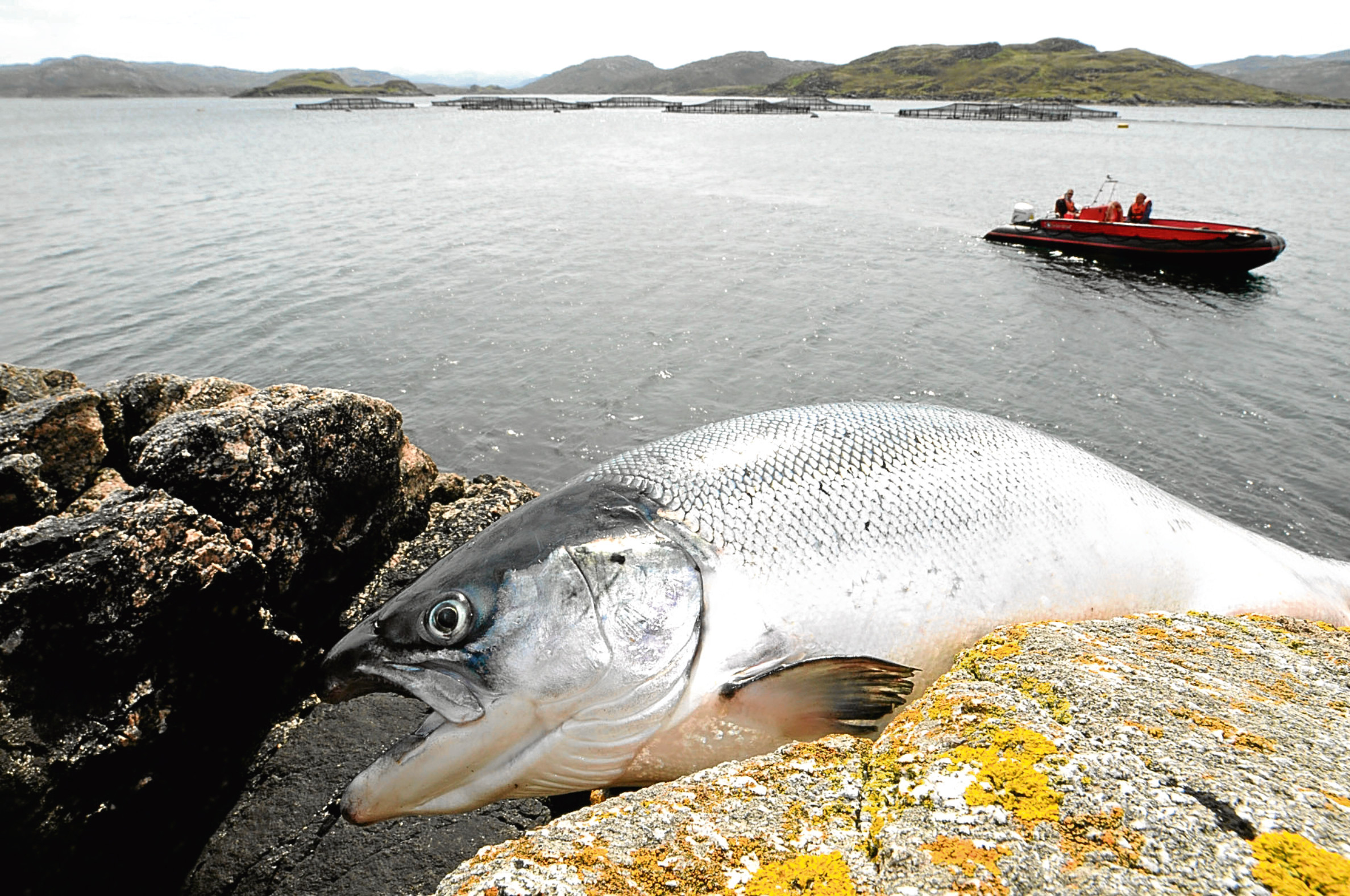 Scottish Salmon Companys West Loch Roag site.

Handout pic from PR company  Indigo