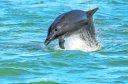 Dolphins at Greyhope Bay