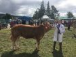 The winner of the best handler under 12 years old, 11-year-old Jayne Mitchell, with heifer Monica