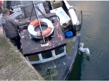 Mike Duncan rescued the bird at Boddam harbour. Video: Brian Park