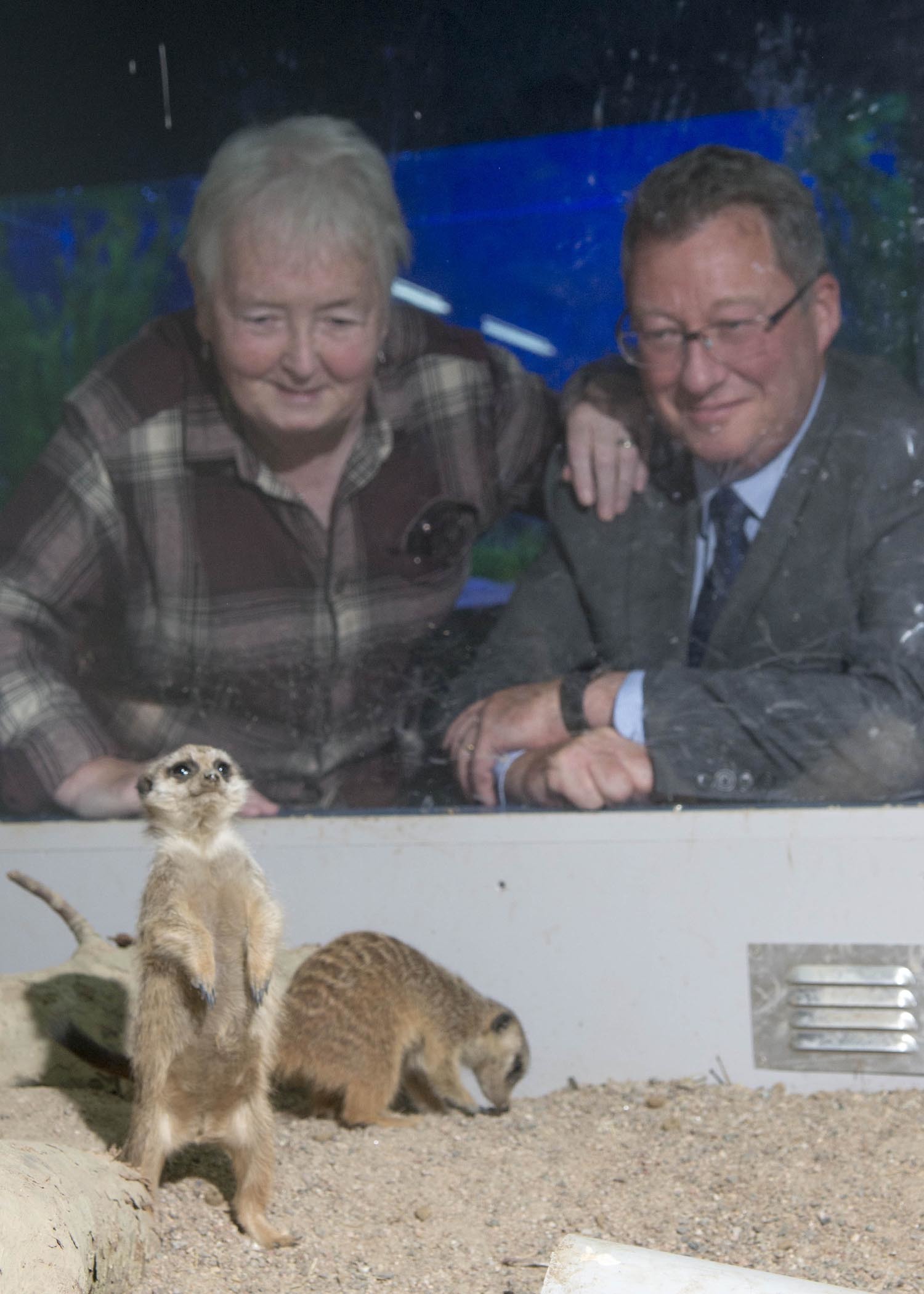 Councillor Yvonne Allan and Donald Shaw, of Friends of Hazlehead Park, visit the baby meerkats.