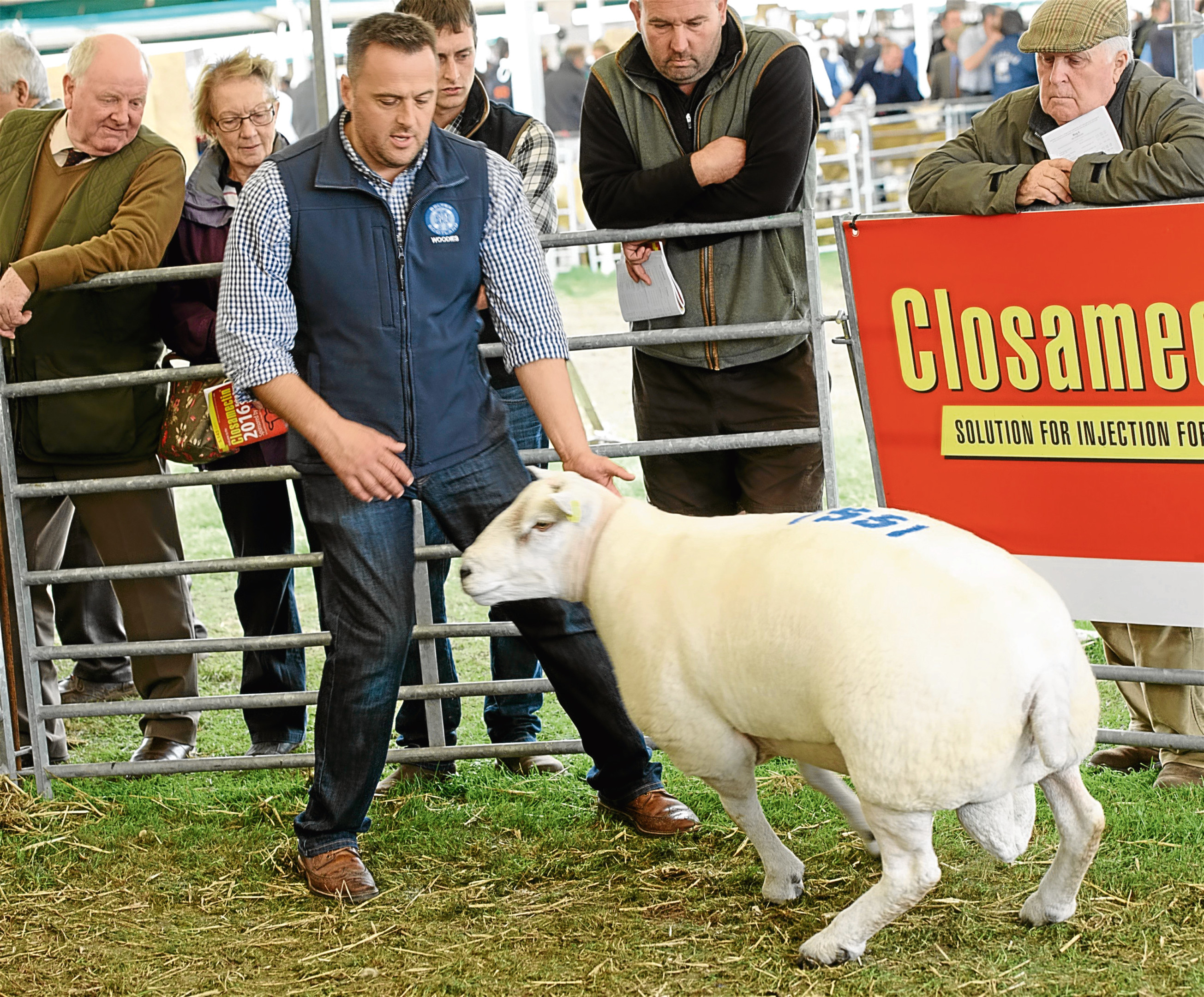 Stuart Wood selling one of his Beltex tup lambs at last year's sale.