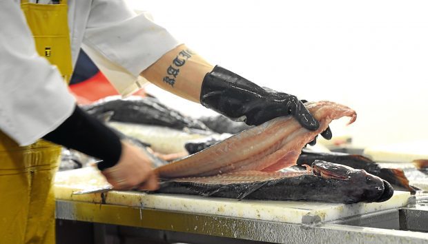 Stock - North Sea Fishing Fillet Filleting Fish Processors Coley Coalfish.

Picture by Simon Walton.
