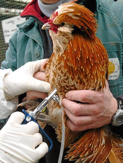 Expert calls for better use of poultry vaccinations | Press and Journal