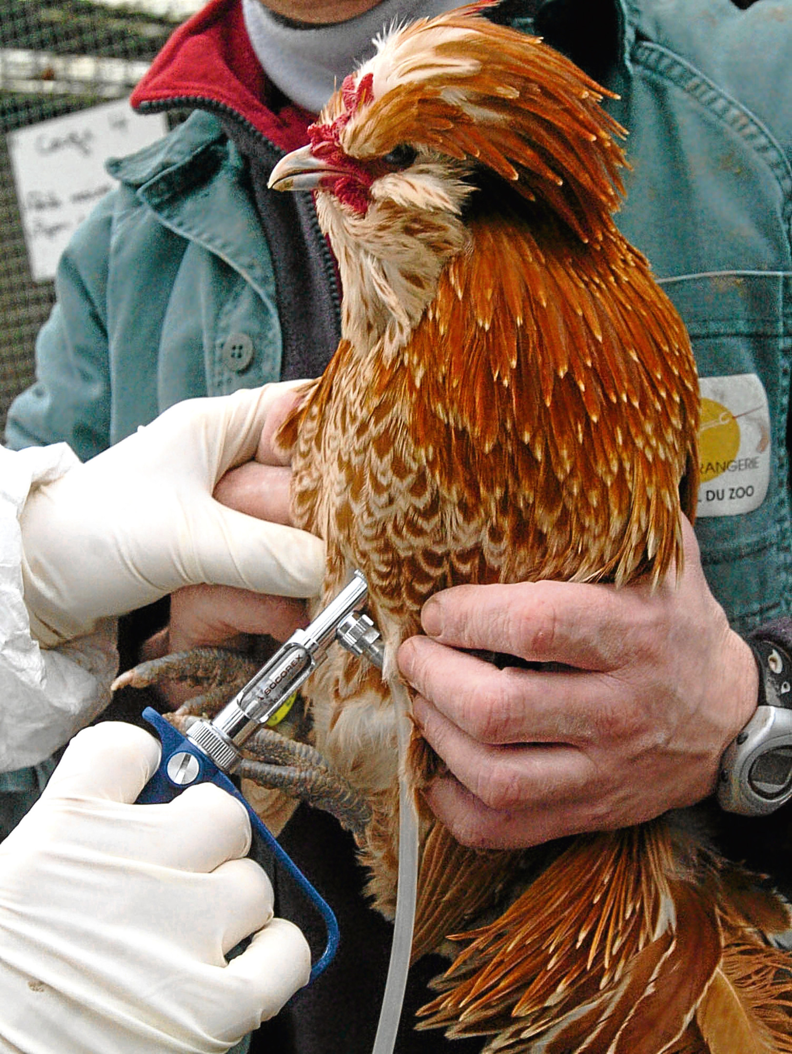 Government has been urged to incentivise poultry farmers to make better use of vaccines,