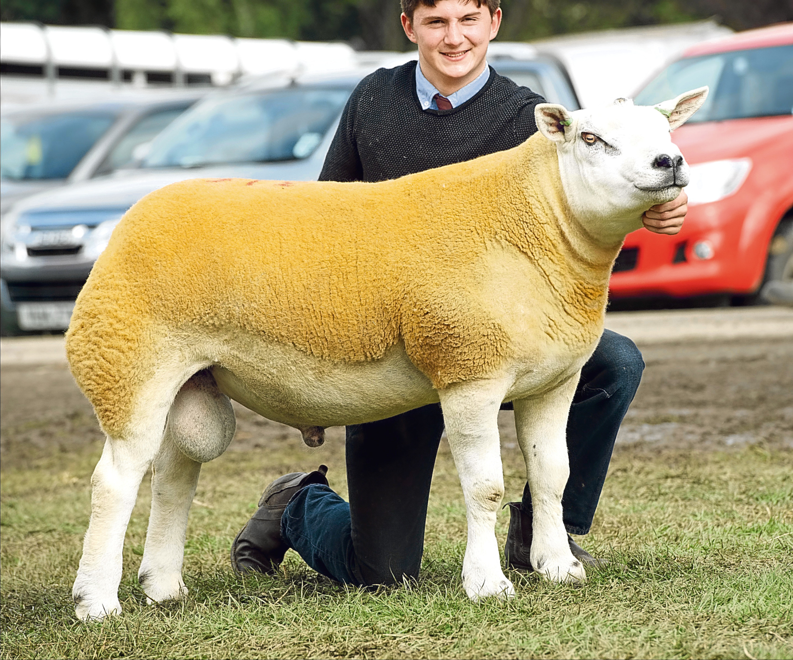 The top price Texel from Midlock selling for £23,000