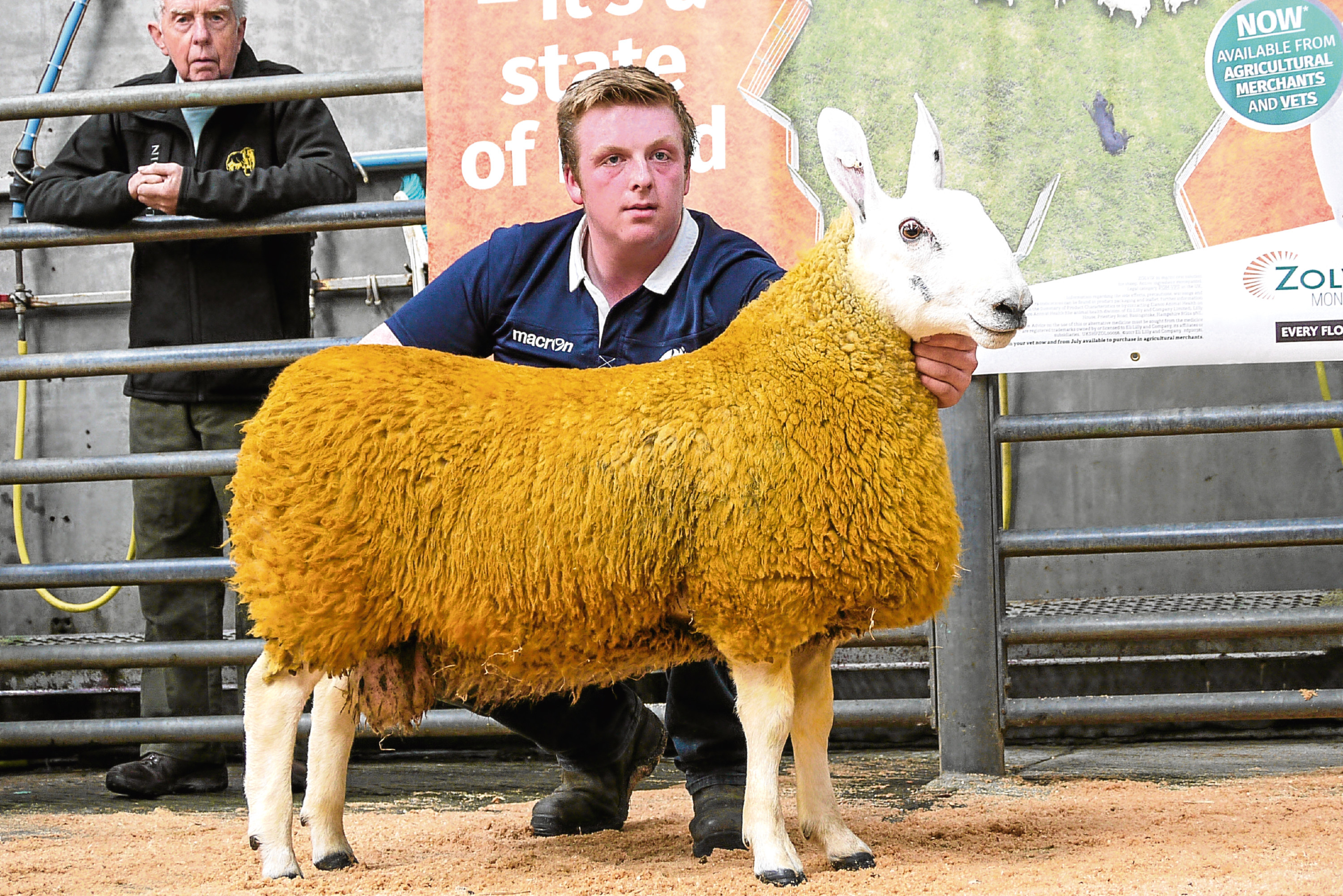 The sale topper and Border Leicester champion