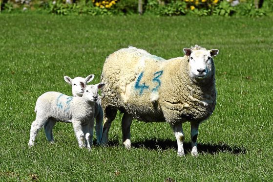 The study looked at the genetics of sheep