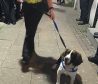 Buster joined police in the operation to find drugs in Elgin town centre.