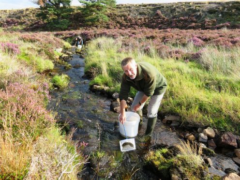 Volunteer Ian McMaster helps stock the Tommore Burn at Ballindalloch with salmon fry.
