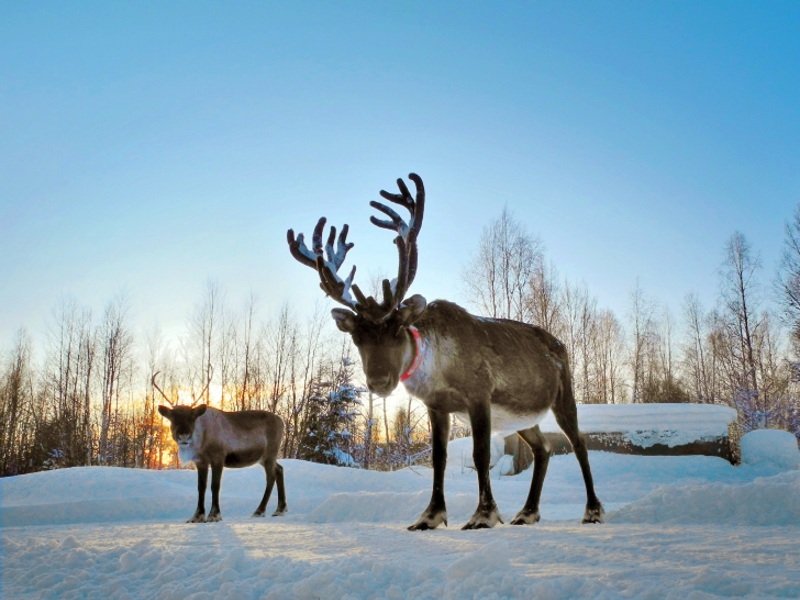 Lapland - Reindeer Sleigh