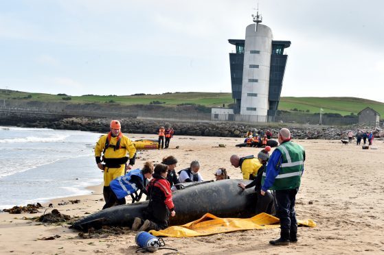 British Divers Marine Life Rescue (BDMLR) held a mass stranding rescue exercise at the Footdee end of Aberdeen Beach on saturday, where volunteers train to rescue stranded marine animals. 
Picture by Kami Thomson    23-09-17