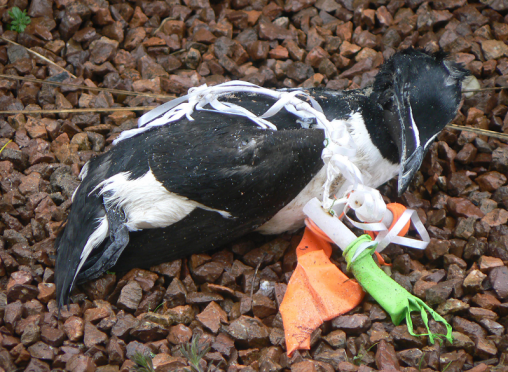A razorbill struggling to free itself from a tangle of balloon string
