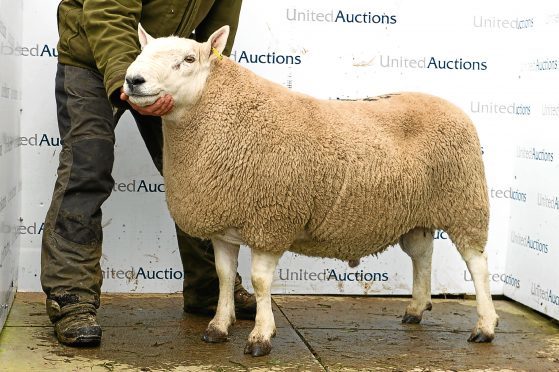 The £13,000 sale topper from Suisgill