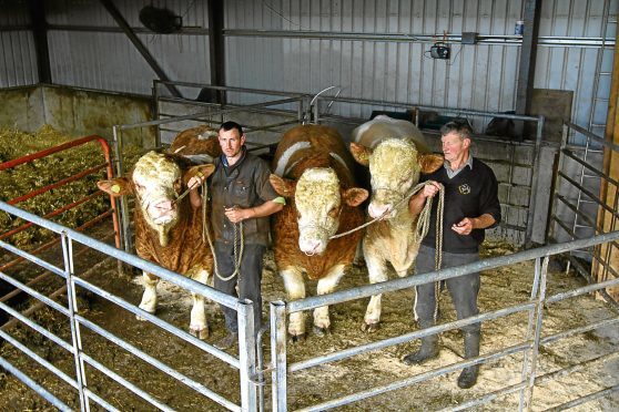 Stuart, right, and son Steven Knox with the Simmental bulls at North Balloch Farm.