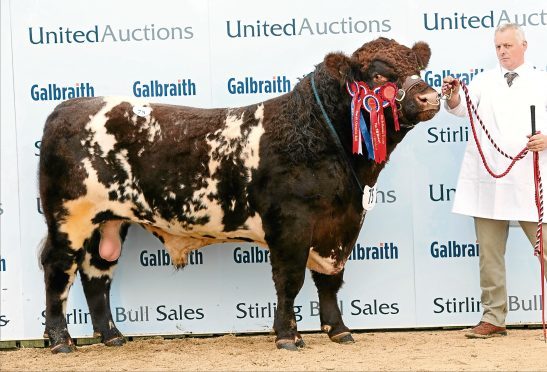 Shorthorn bull Grovewood Jackson from Chris Mallaber sold for 12,000gn