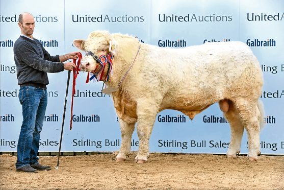 Stirling bulls
Charolais Bull "Elrick Malt" from M J Massie sold for 8,500gns